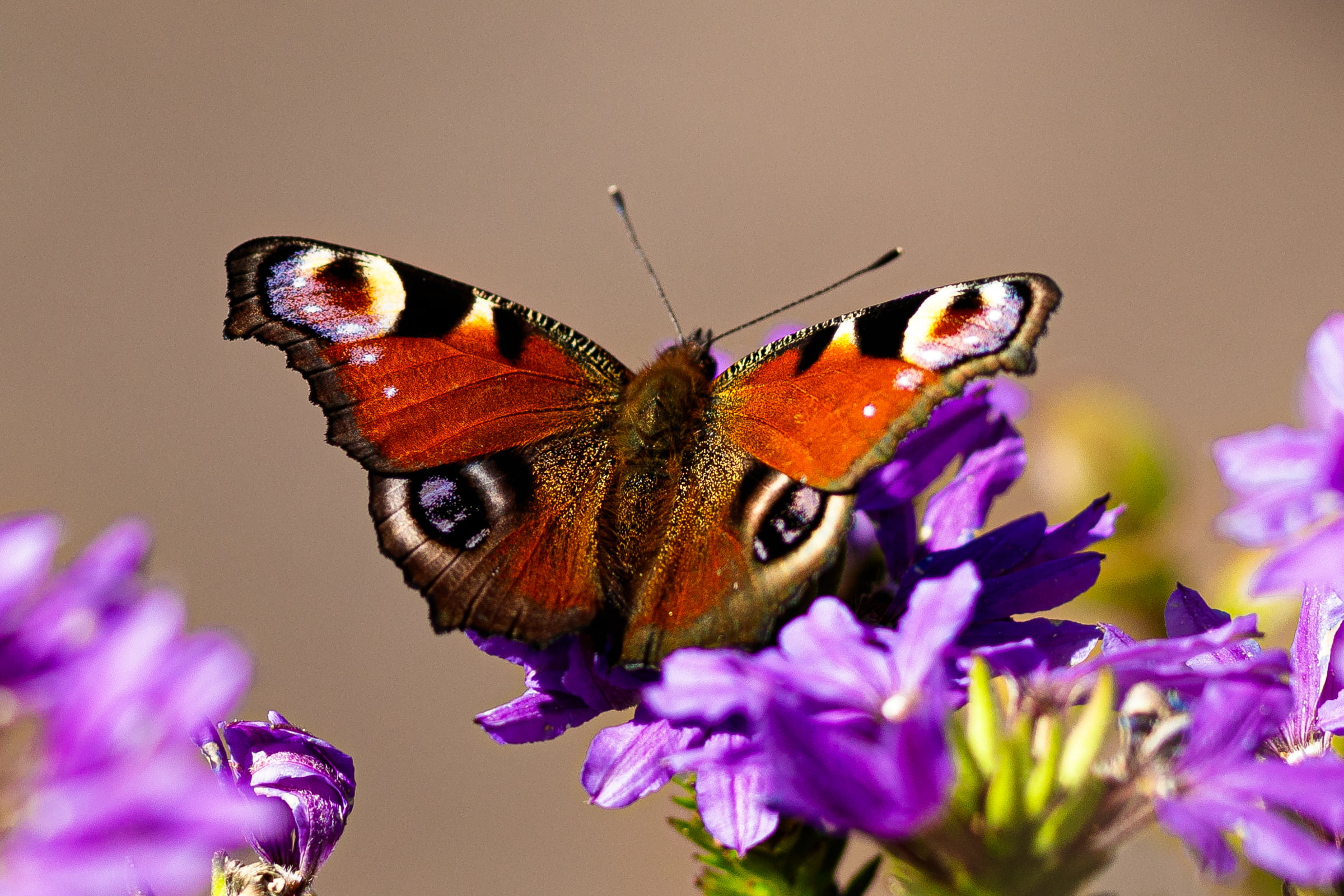 A close-up of a butterfly sitting on a purple flower, showing it's orange wings with markings that are reminiscent of a pair of eyes.