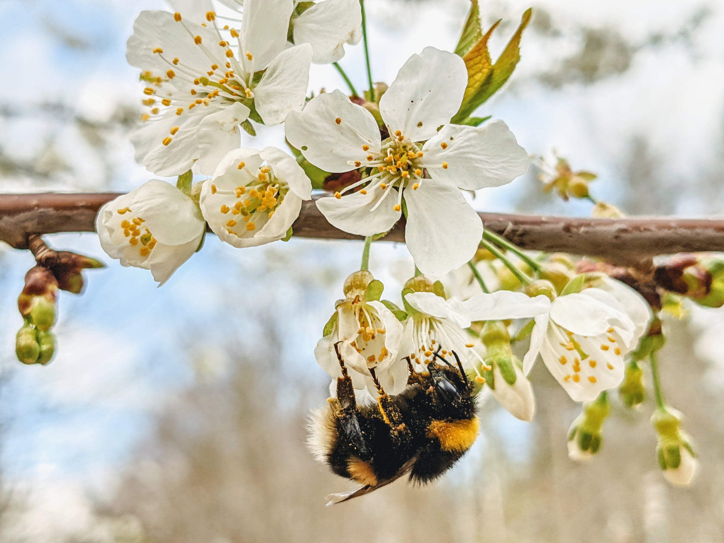 A bumblebee clinging to the underside of some blossoms on a branch.