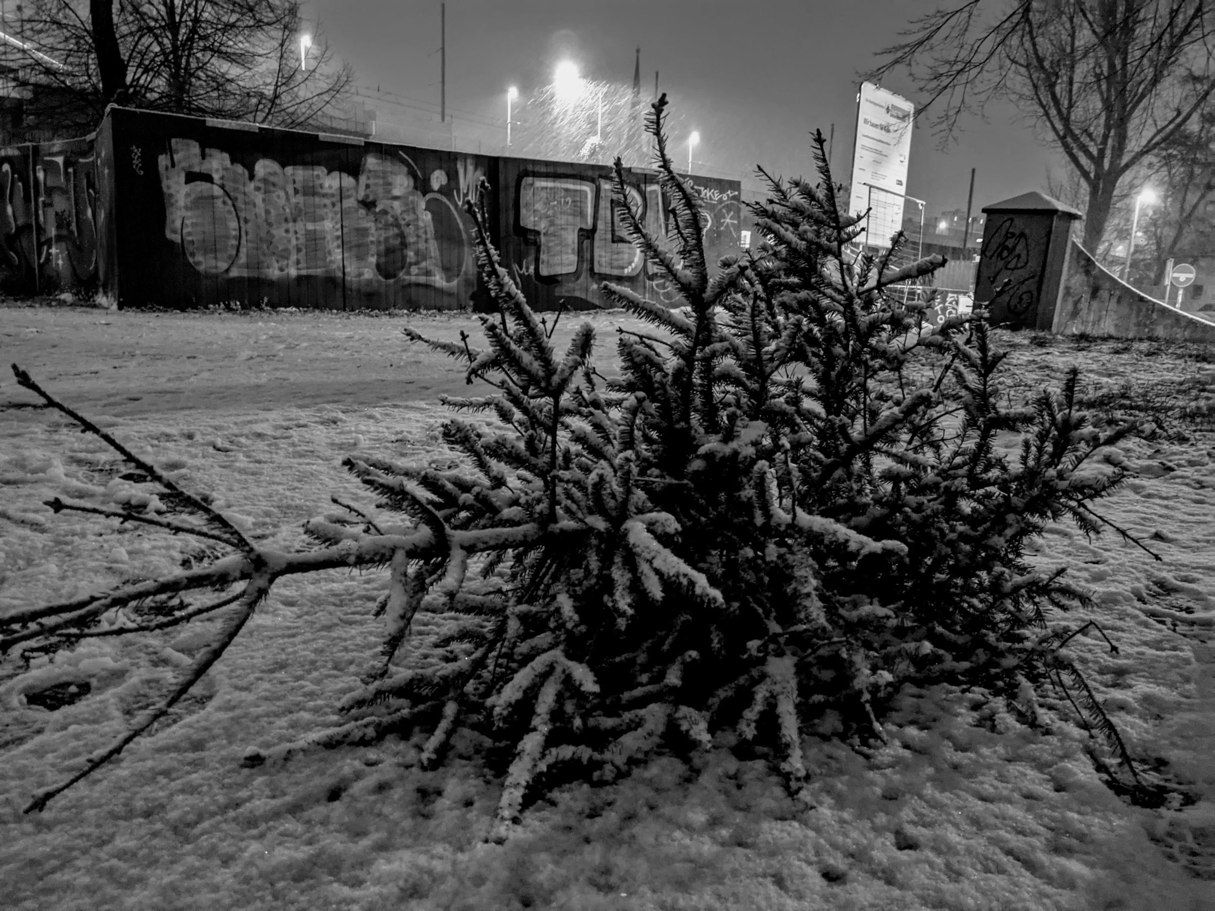 A black-and-white photo of a cut-down christmas tree laying on the ground covered in snow.