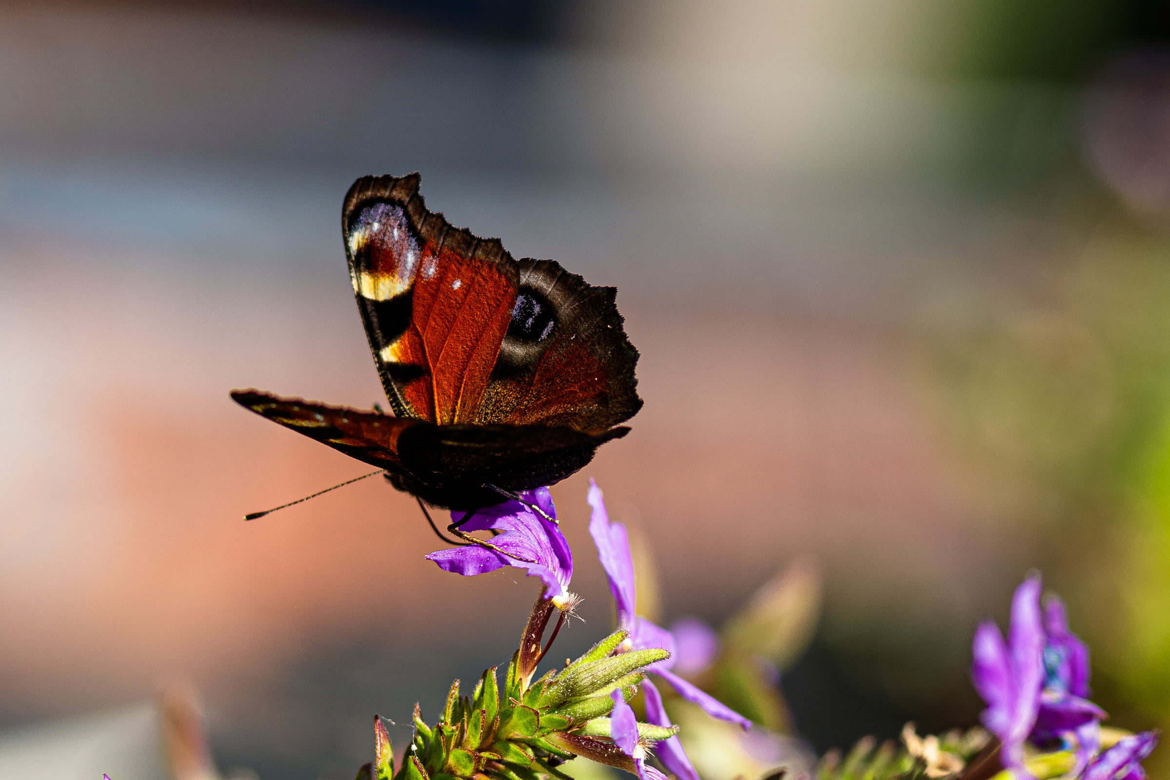A butterfly sitting on a flower, showing it's orange right wing with markings.