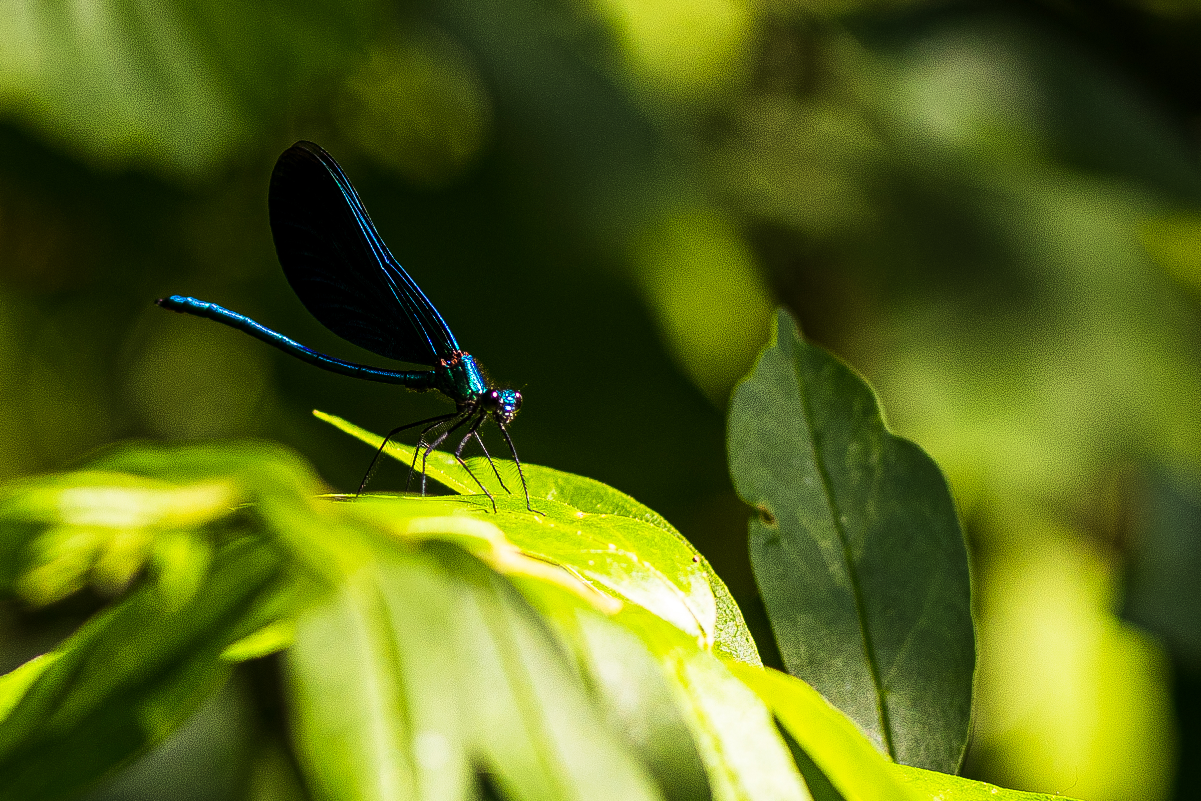 Close-up of a blue damselfly on a green leaf.