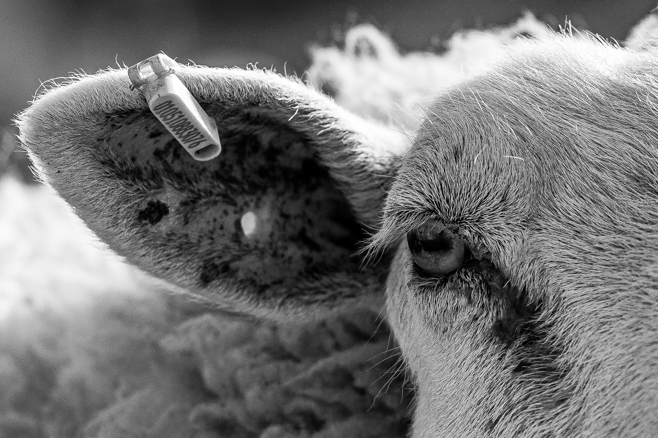 Black-and-white close-up of a sheep's right eye and tagged ear.