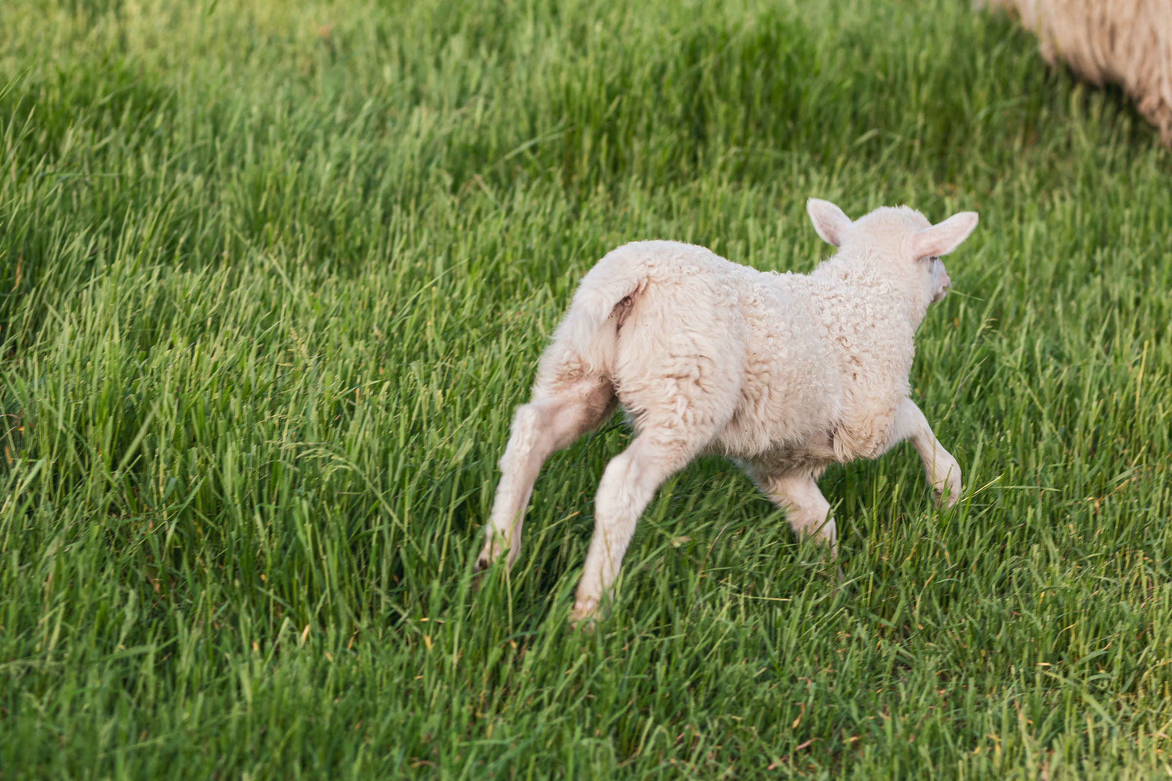 A young sheep on a green field running away from the camera and out of the frame.