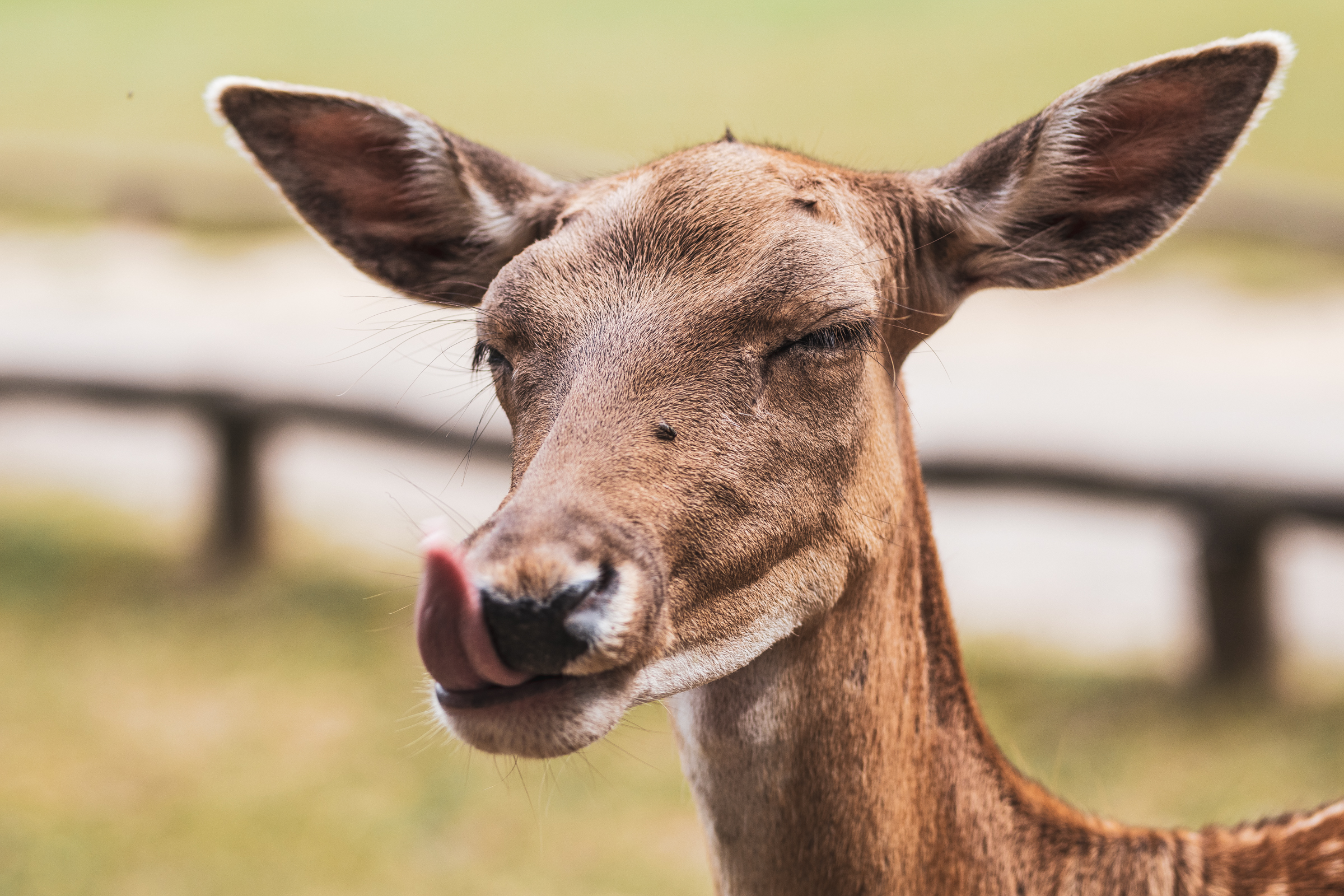 A deer licking its lick with closed eyes after eating a tasty apple